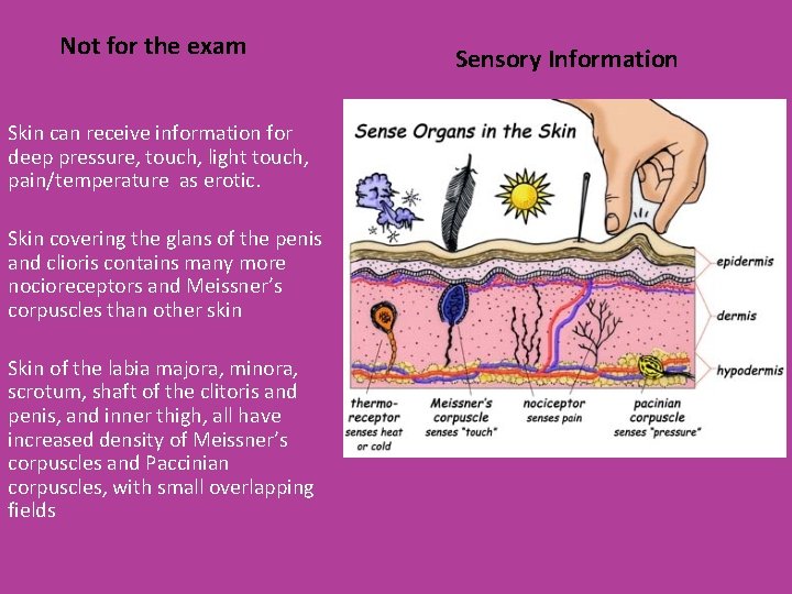 Not for the exam Skin can receive information for deep pressure, touch, light touch,