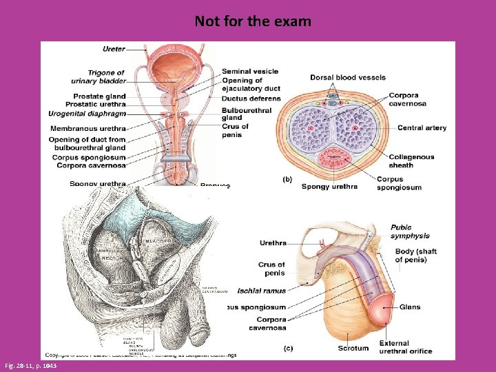 Not for the exam Fig. 28 -11, p. 1043 