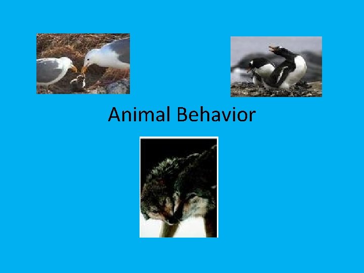 Animal Behavior 