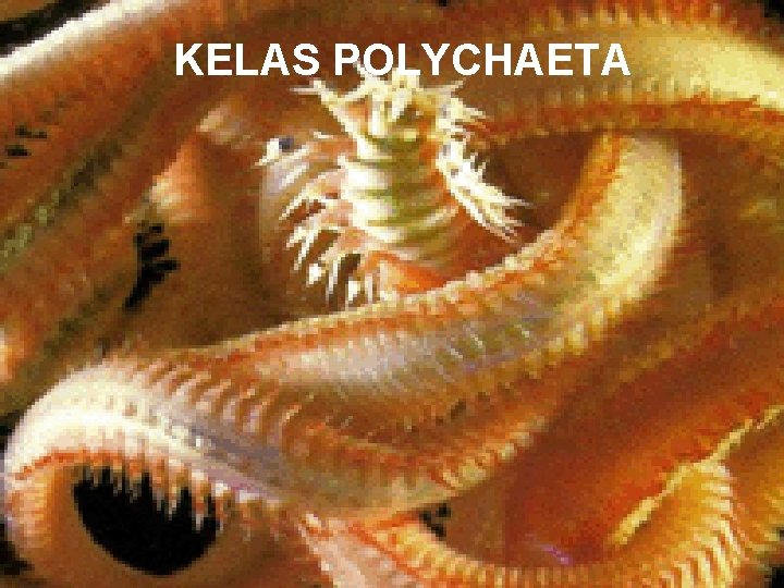 KELAS POLYCHAETA 