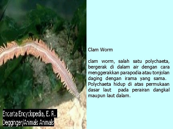 Clam Worm clam worm, salah satu polychaeta, bergerak di dalam air dengan cara menggerakkan