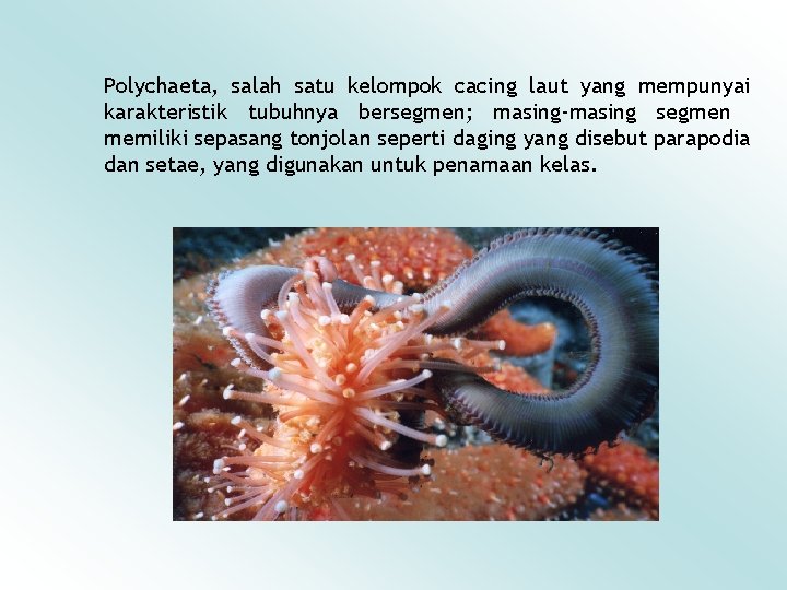 Polychaeta, salah satu kelompok cacing laut yang mempunyai karakteristik tubuhnya bersegmen; masing-masing segmen memiliki