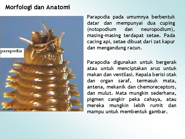 Morfologi dan Anatomi Parapodia pada umumnya berbentuk datar dan mempunyai dua cuping (notopodium dan