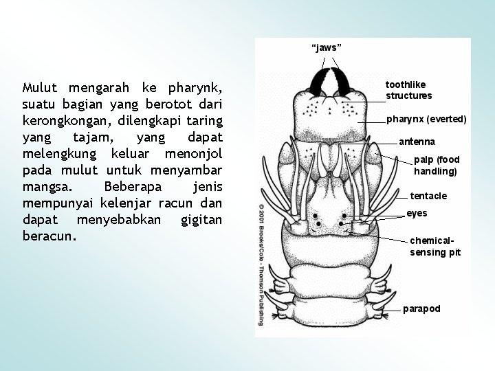 Mulut mengarah ke pharynk, suatu bagian yang berotot dari kerongkongan, dilengkapi taring yang tajam,