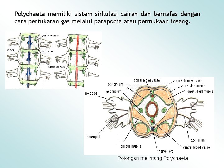 Polychaeta memiliki sistem sirkulasi cairan dan bernafas dengan cara pertukaran gas melalui parapodia atau