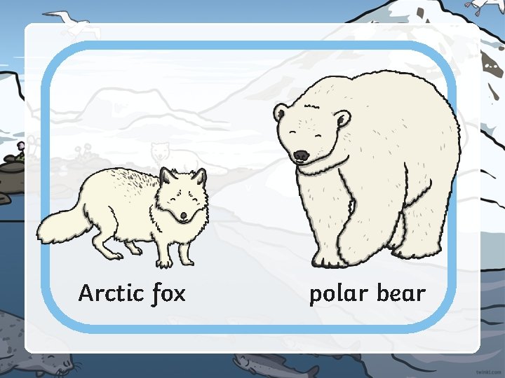 v Arctic fox polar bear 