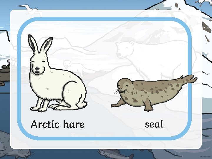 v Arctic hare seal 