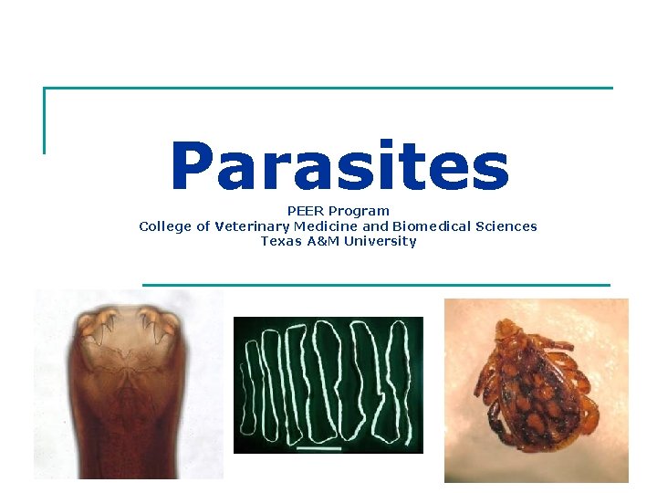 Parasites PEER Program College of Veterinary Medicine and Biomedical Sciences Texas A&M University 