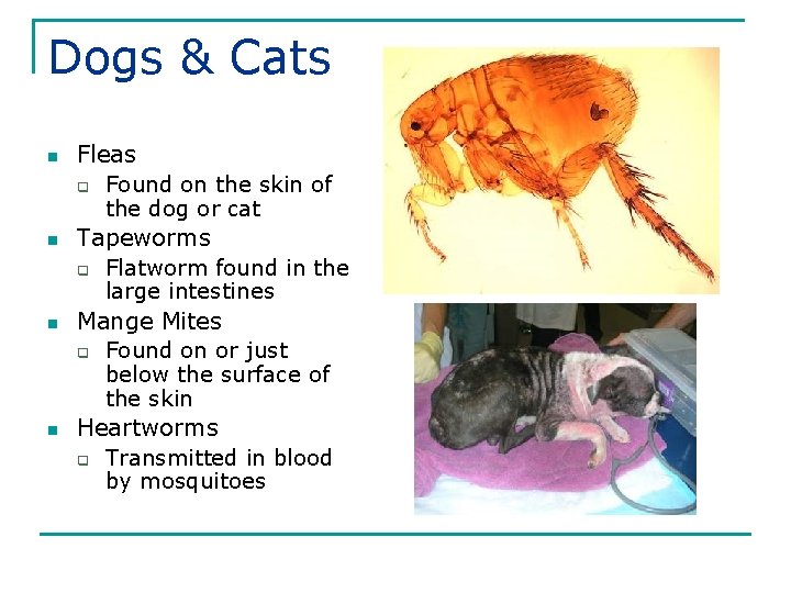 Dogs & Cats n n Fleas q Found on the skin of the dog