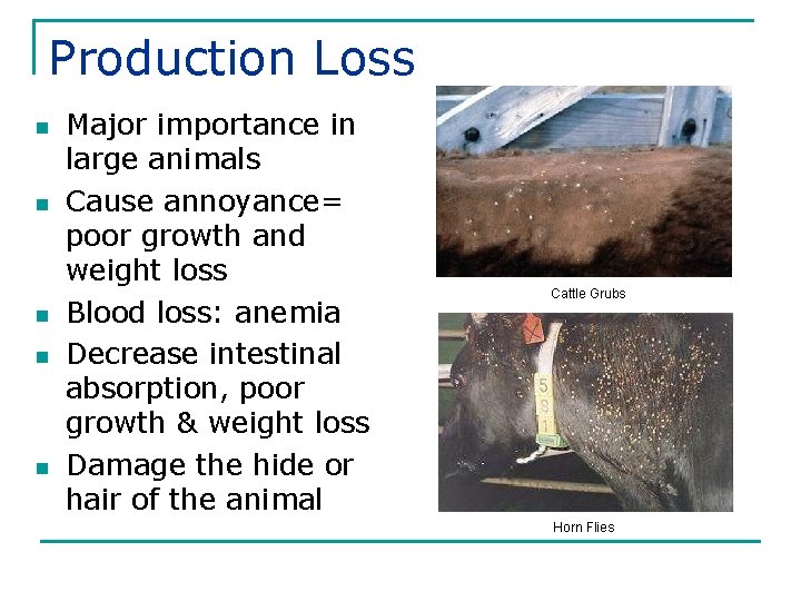 Production Loss n n n Major importance in large animals Cause annoyance= poor growth