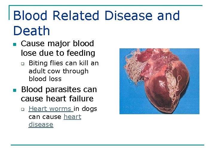Blood Related Disease and Death n Cause major blood lose due to feeding q