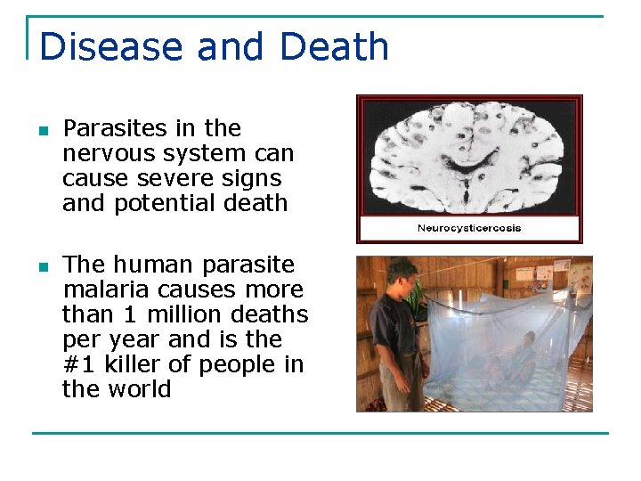Disease and Death n n Parasites in the nervous system can cause severe signs