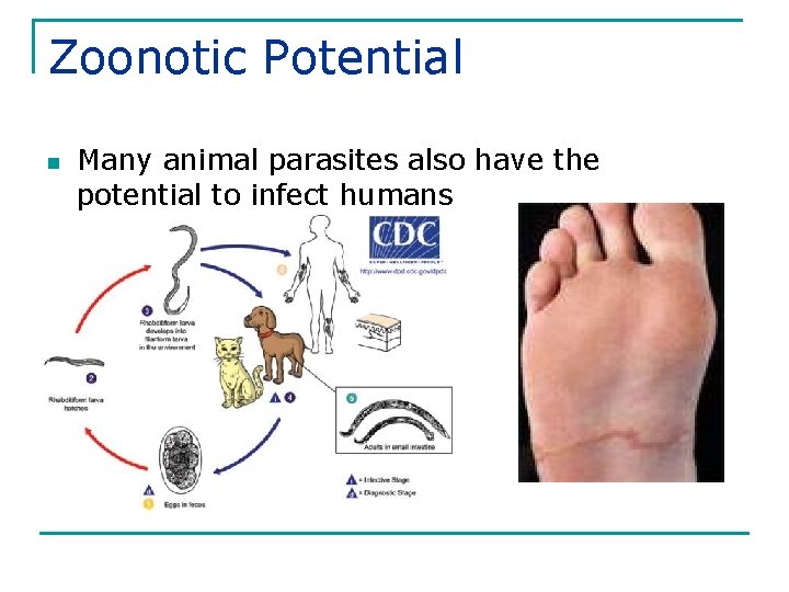 Zoonotic Potential n Many animal parasites also have the potential to infect humans 
