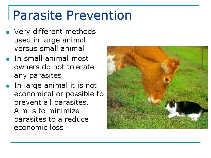 Parasite Prevention n Very different methods used in large animal versus small animal In