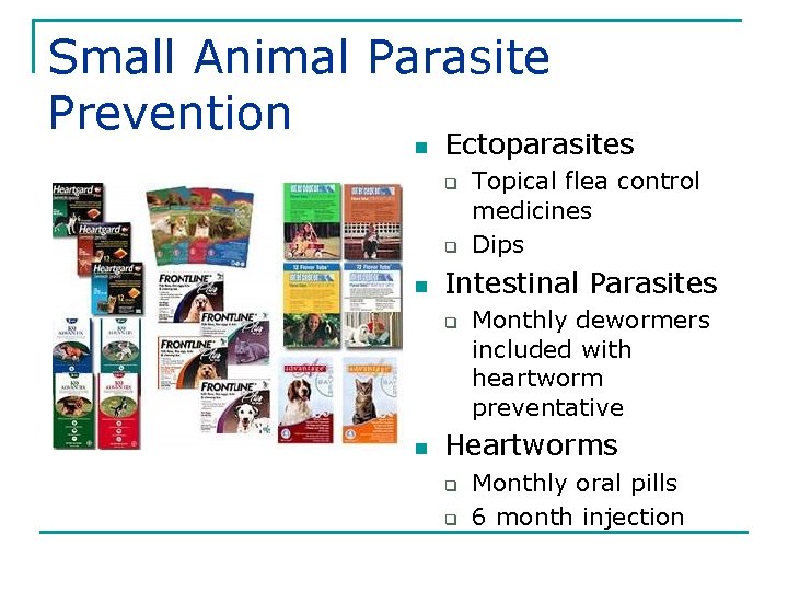 Small Animal Parasite Prevention n Ectoparasites q q n Intestinal Parasites q n Topical