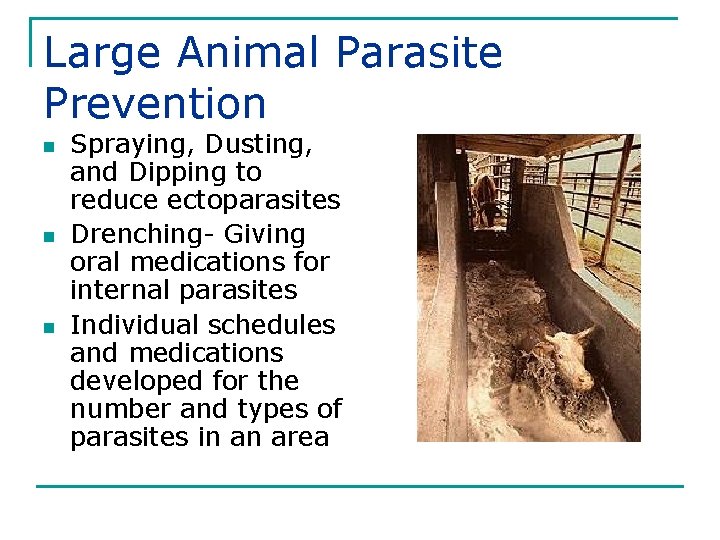 Large Animal Parasite Prevention n Spraying, Dusting, and Dipping to reduce ectoparasites Drenching- Giving