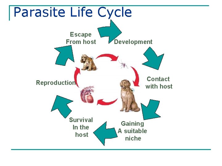 Parasite Life Cycle Escape From host Reproduction Survival In the host Development Contact with