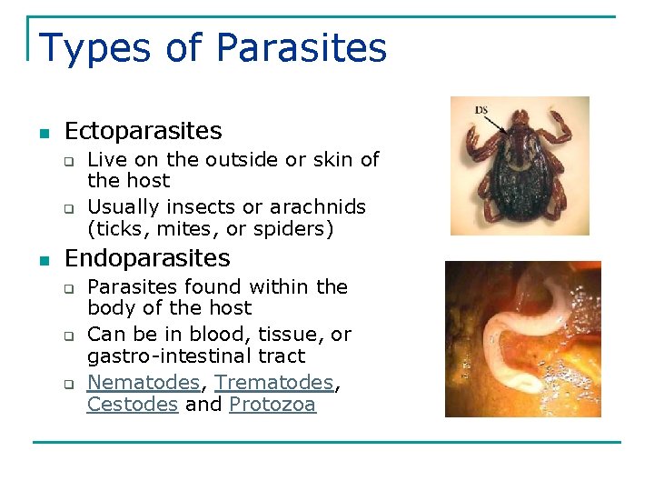 Types of Parasites n Ectoparasites q q n Live on the outside or skin