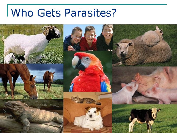 Who Gets Parasites? 