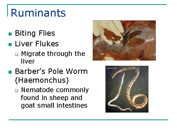 Ruminants n n Biting Flies Liver Flukes q n Migrate through the liver Barber’s