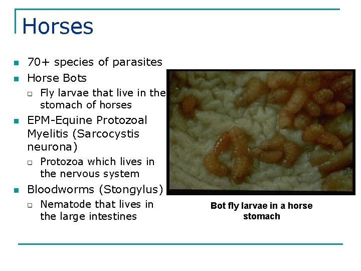 Horses n n 70+ species of parasites Horse Bots q n EPM-Equine Protozoal Myelitis