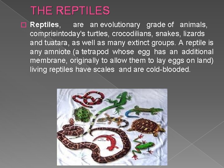 THE REPTILES � Reptiles, are an evolutionary grade of animals, comprisintoday's turtles, crocodilians, snakes,