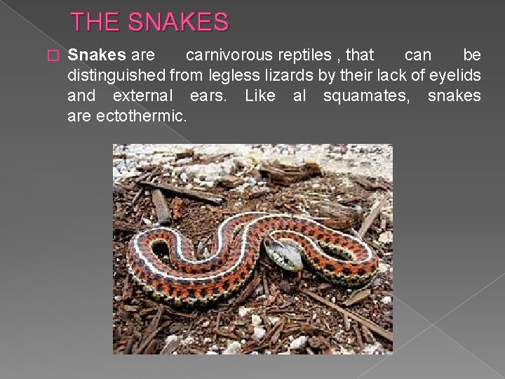 THE SNAKES � Snakes are carnivorous reptiles , that can be distinguished from legless