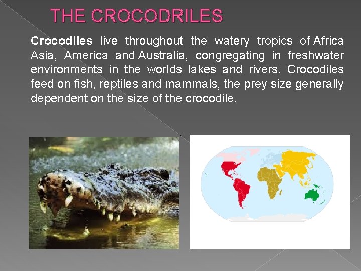 THE CROCODRILES Crocodiles live throughout the watery tropics of Africa Asia, America and Australia,