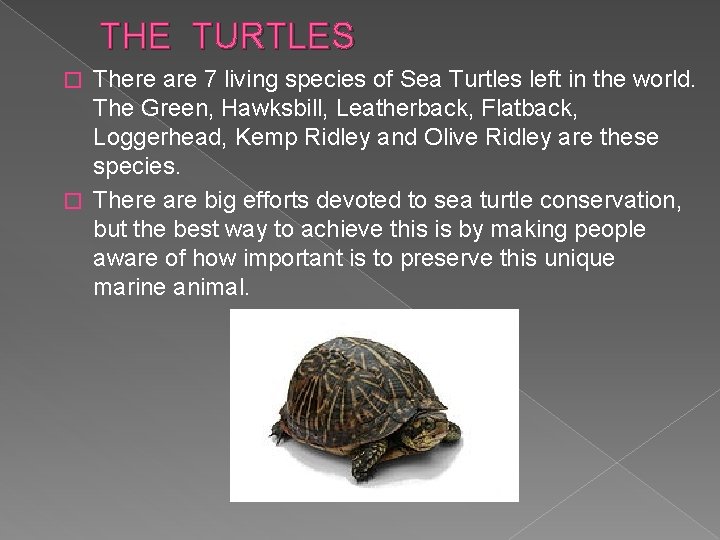 THE TURTLES There are 7 living species of Sea Turtles left in the world.