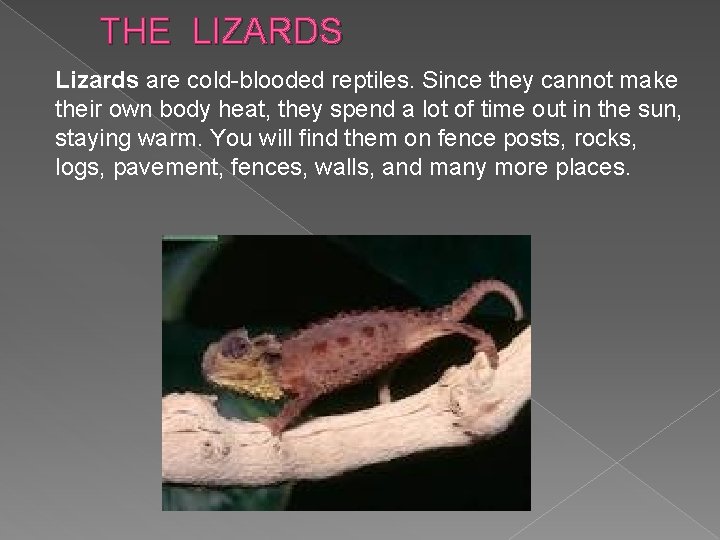 THE LIZARDS Lizards are cold-blooded reptiles. Since they cannot make their own body heat,