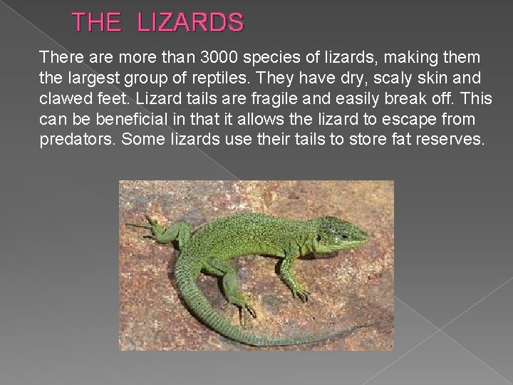 THE LIZARDS There are more than 3000 species of lizards, making them the largest