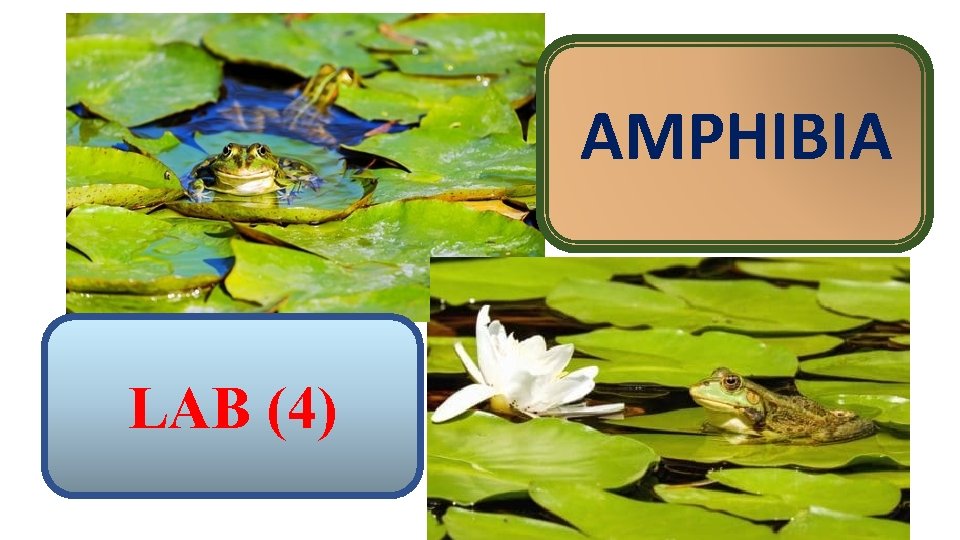 AMPHIBIA LAB (4) 