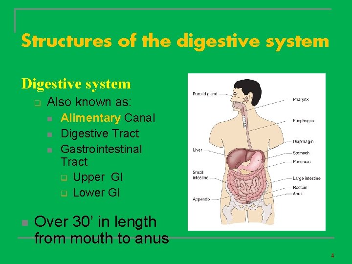 Digestive System Primary Structures 2 07 2 08 Remember the structures of