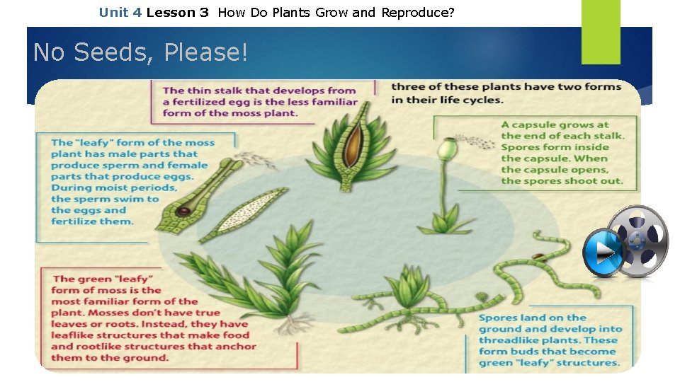 Unit 4 Lesson 3 How Do Plants Grow and Reproduce? No Seeds, Please! Copyright