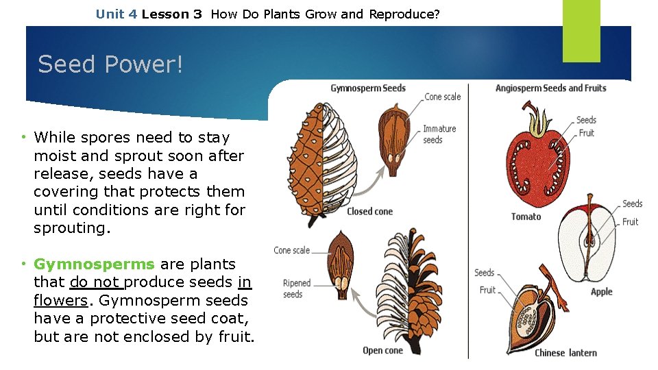 Unit 4 Lesson 3 How Do Plants Grow and Reproduce? Seed Power! • While