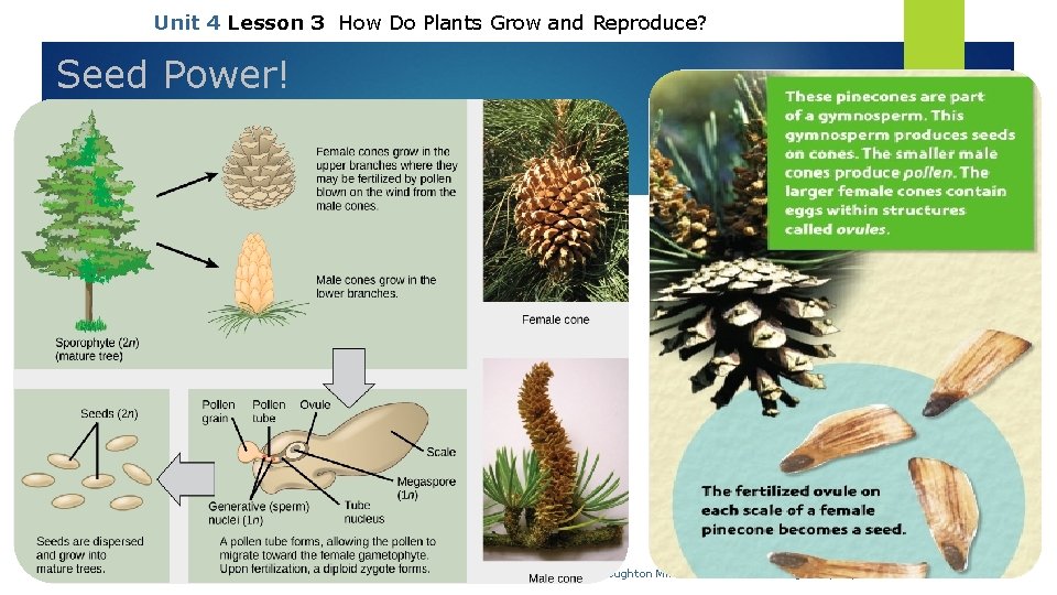 Unit 4 Lesson 3 How Do Plants Grow and Reproduce? Seed Power! Copyright ©