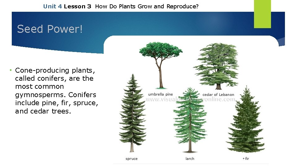 Unit 4 Lesson 3 How Do Plants Grow and Reproduce? Seed Power! • Cone-producing