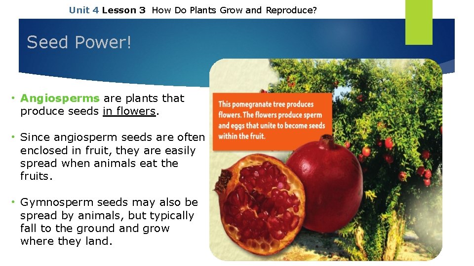 Unit 4 Lesson 3 How Do Plants Grow and Reproduce? Seed Power! • Angiosperms