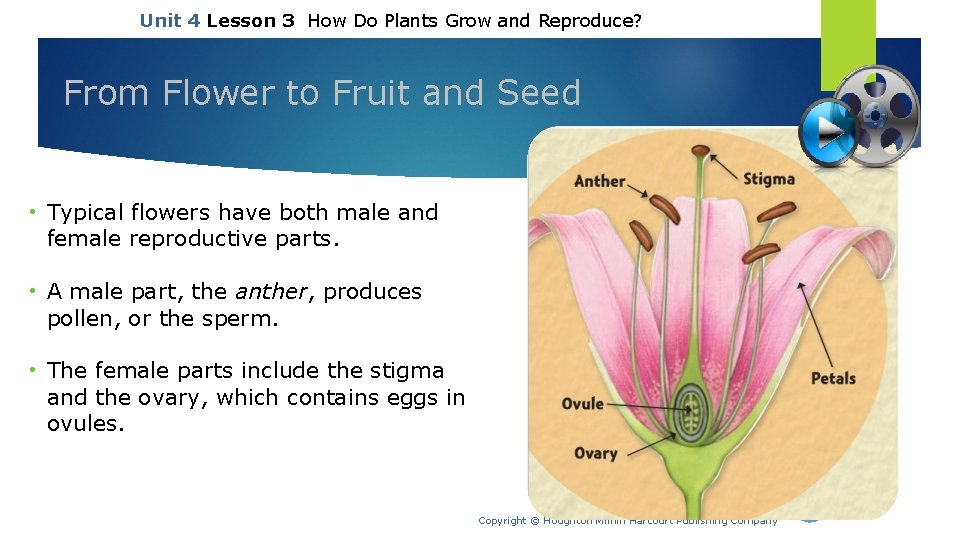 Unit 4 Lesson 3 How Do Plants Grow and Reproduce? From Flower to Fruit