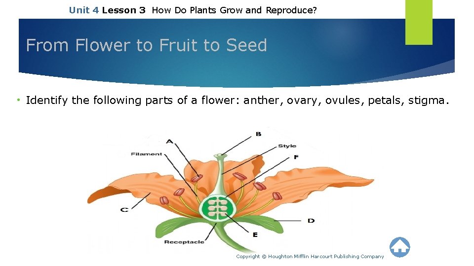 Unit 4 Lesson 3 How Do Plants Grow and Reproduce? From Flower to Fruit