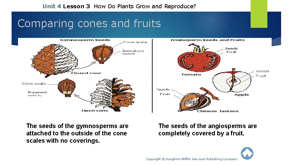 Unit 4 Lesson 3 How Do Plants Grow and Reproduce? Comparing cones and fruits