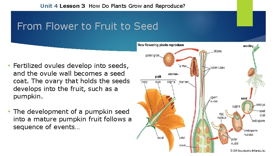 Unit 4 Lesson 3 How Do Plants Grow and Reproduce? From Flower to Fruit