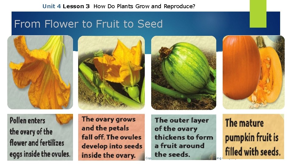 Unit 4 Lesson 3 How Do Plants Grow and Reproduce? From Flower to Fruit