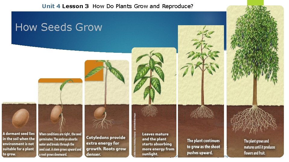 Unit 4 Lesson 3 How Do Plants Grow and Reproduce? How Seeds Grow Copyright