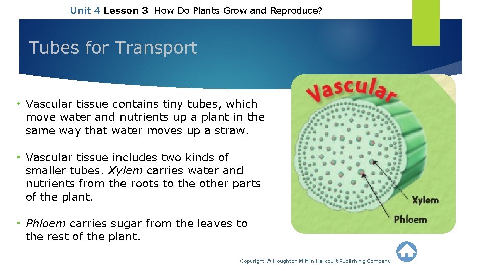 Unit 4 Lesson 3 How Do Plants Grow and Reproduce? Tubes for Transport •