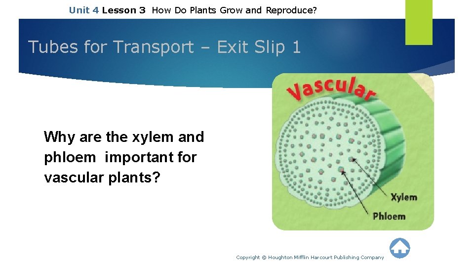 Unit 4 Lesson 3 How Do Plants Grow and Reproduce? Tubes for Transport –