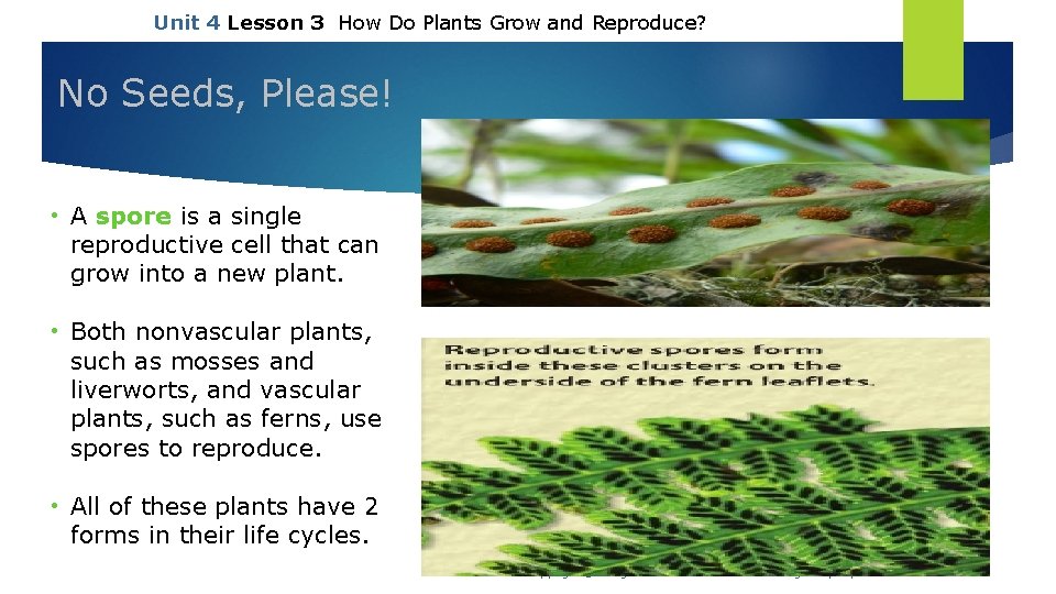 Unit 4 Lesson 3 How Do Plants Grow and Reproduce? No Seeds, Please! •