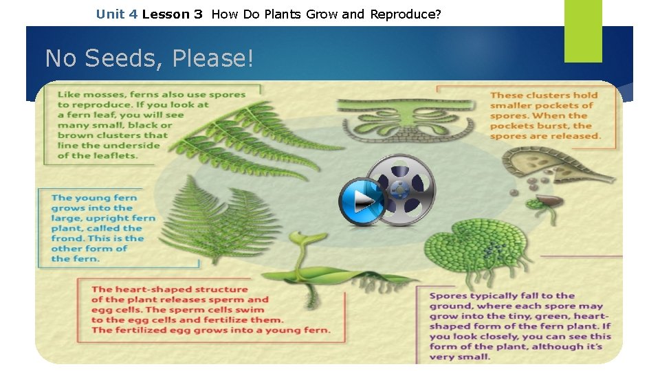 Unit 4 Lesson 3 How Do Plants Grow and Reproduce? No Seeds, Please! Copyright