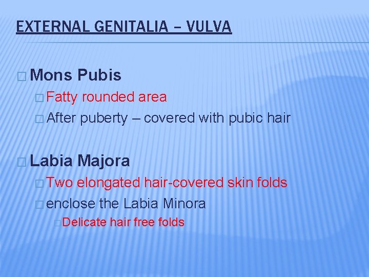 EXTERNAL GENITALIA – VULVA � Mons Pubis � Fatty rounded area � After puberty