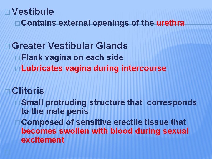 � Vestibule � Contains � Greater external openings of the urethra Vestibular Glands �